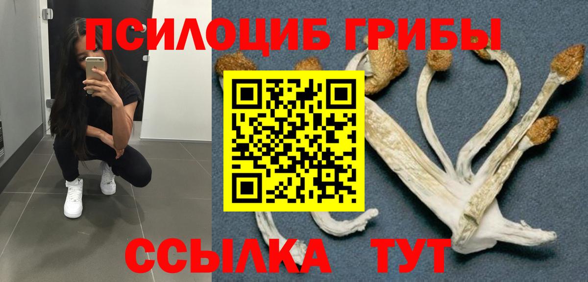 Кудрово  как найти   Вход с VPN  Галлюциногенные грибы Psilocybine cubensis 